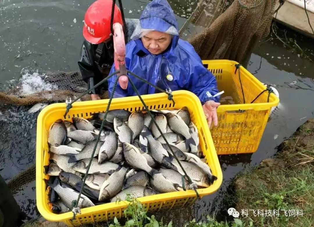 捕魚運魚：脫粘、掉鱗、出血、不耐運輸.jpg